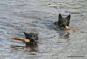 Oudduitse Herder Aiki en Branco zwemmen naar de stok